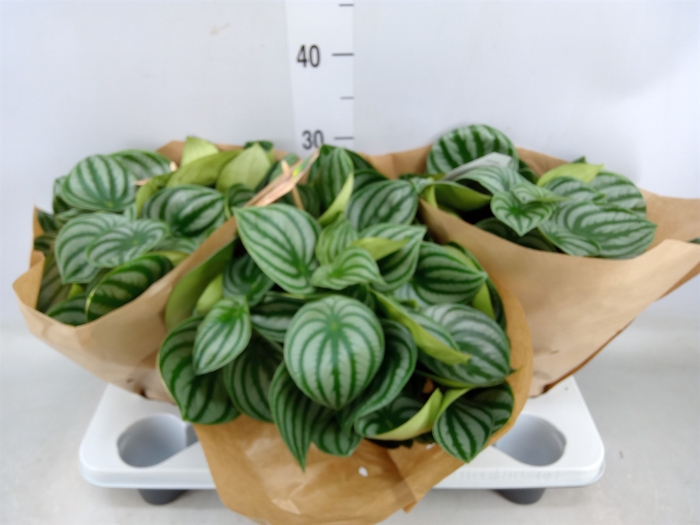 <h4>Peperomia argyreia</h4>