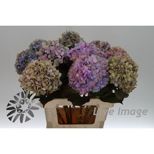 Hydrangea royal benefit classic