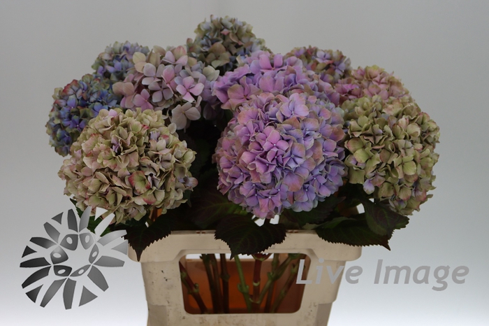 <h4>Hydrangea royal benefit classic</h4>