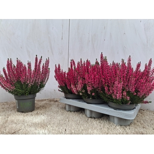 CALLU BL SABELLA