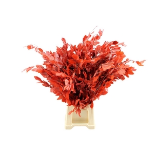 Gestabiliseerd Beuk Rood