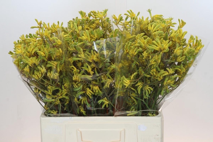 <h4>Anigozanthos Bush Down</h4>