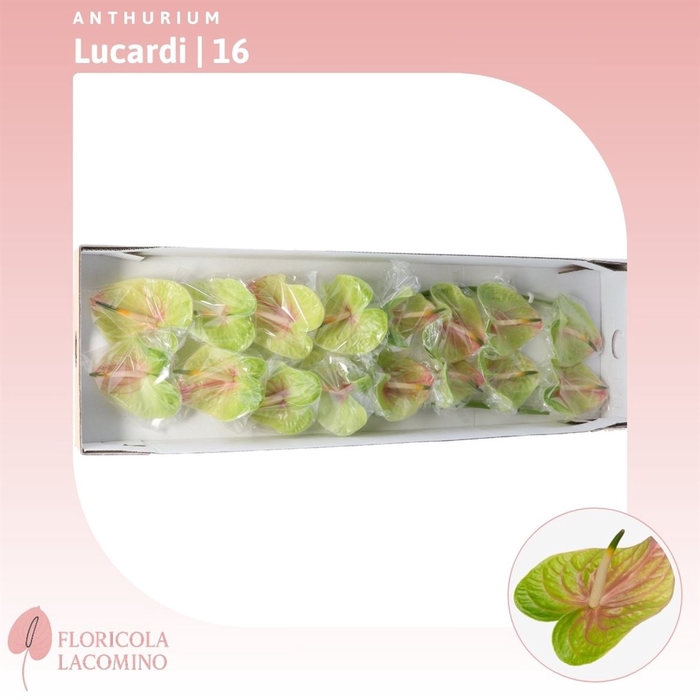 <h4>Anthurium Lucardi</h4>