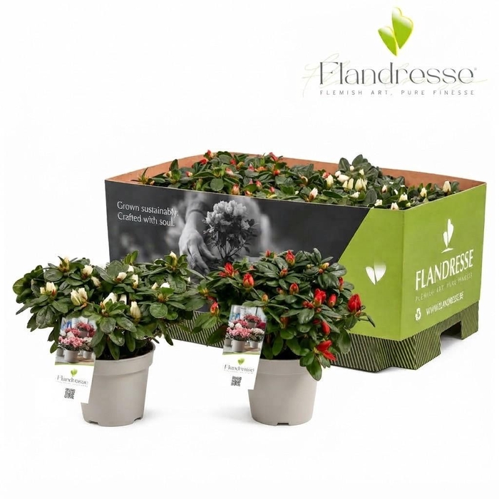 <h4>Azalea Flandresse® 'mix tray rood & wit' 22 - 25 cm</h4>