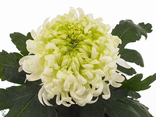 CHR G LOUIS GERM WHI