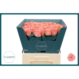 R GR SOPHIA LOREN GLAMOUR