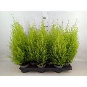 Cupressus macro. 'Goldcrest Wilma'