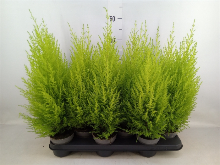 <h4>Cupressus macro. 'Goldcrest Wilma'</h4>