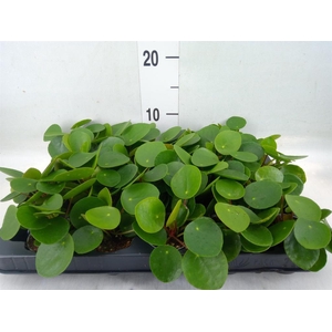 Pilea peperomioides