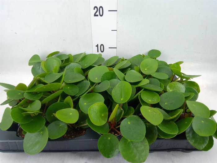 <h4>Pilea peperomioides</h4>