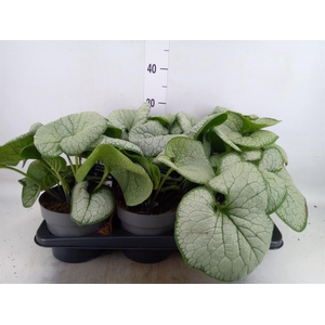 Brunnera macrophylla   ...