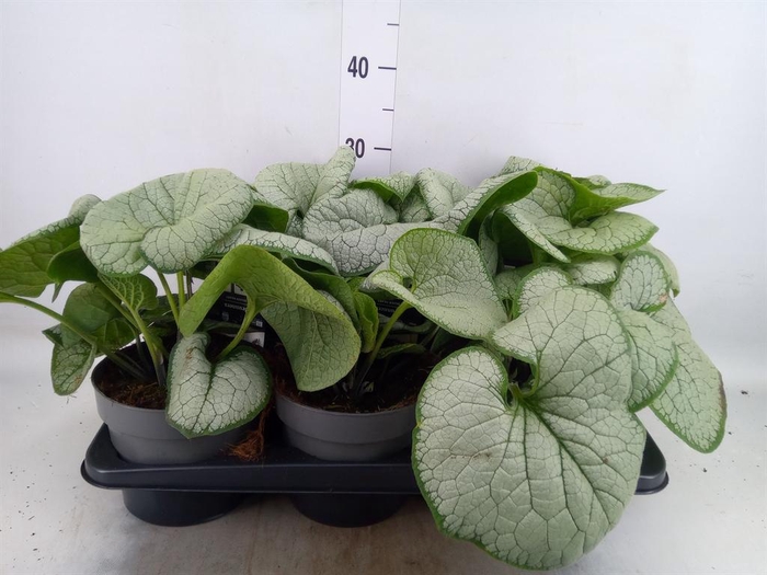<h4>Brunnera macrophylla   ...</h4>