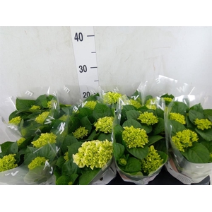 Hydrangea mac. 'Wudu'