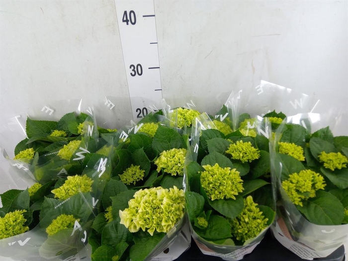 <h4>Hydrangea mac. 'Wudu'</h4>