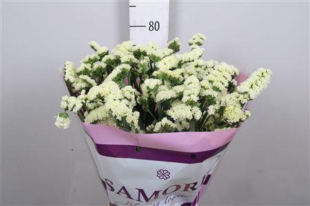 <h4>Lim S Yellow Sun Bird</h4>