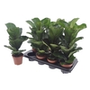 Ficus Lyrata Bambino