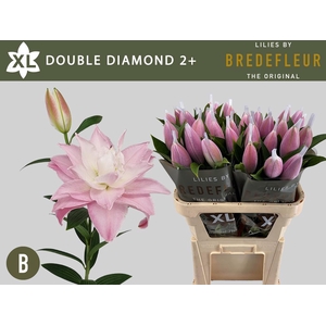 LI OR DU DOU DIAMOND 2+