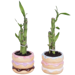 Lucky Bamboo Toef in Ceramic Pot Happy Donut Ø08cm