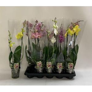 PHAL GEM