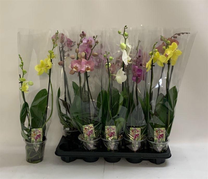 <h4>PHAL GEM</h4>
