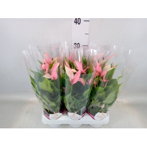 Anthurium andr. 'Lilli'