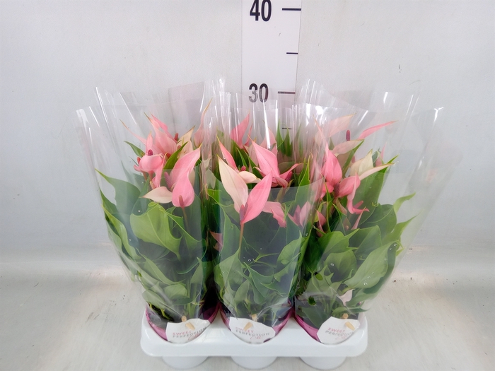 <h4>Anthurium andr. 'Lilli'</h4>