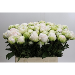Paeonia Bright White