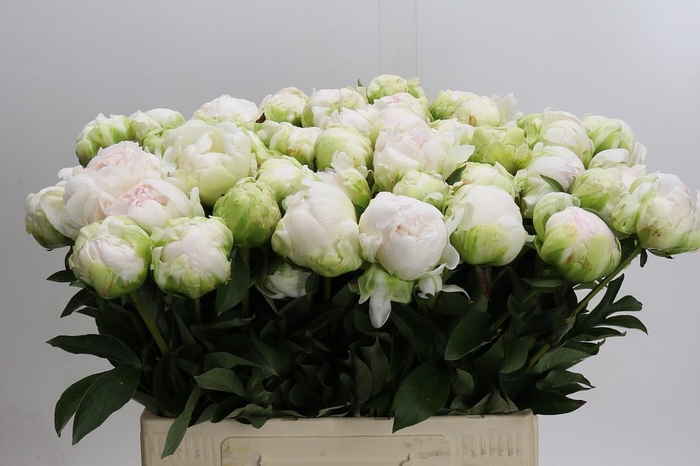 Paeonia Bright White