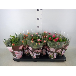 Rosa  'Victory'   ...mix