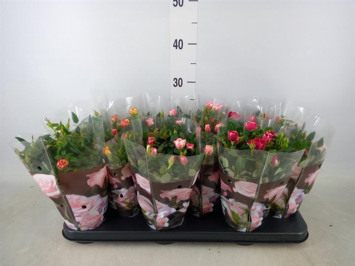 <h4>Rosa  'Victory'   ...mix</h4>