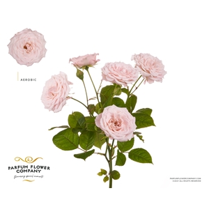 Rosa Spray Aerobic