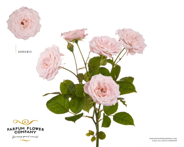 <h4>Rosa Spray Aerobic</h4>