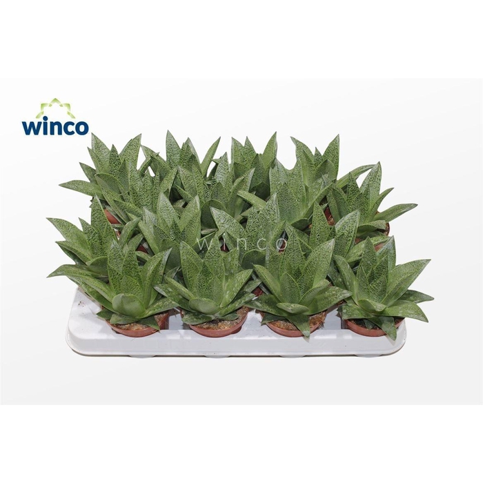 <h4>ALOE VARIEGATA</h4>