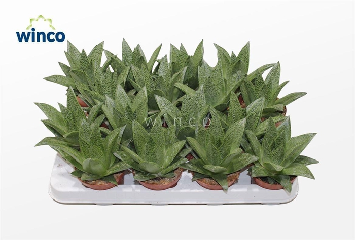 <h4>ALOE VARIEGATA</h4>