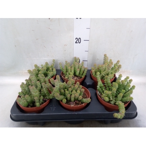 Crassula marnieriana