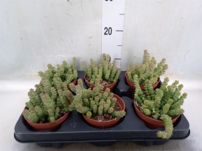 <h4>Crassula marnieriana</h4>