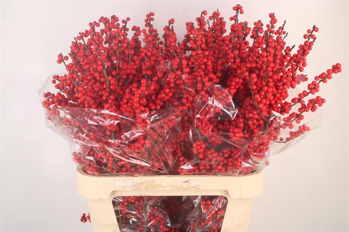 <h4>Ilex Verticilata Red Ex</h4>