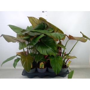 Philodendron   ...