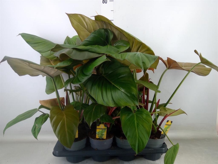 <h4>Philodendron   ...</h4>
