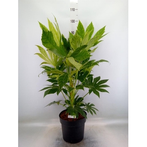 Fatsia japonica