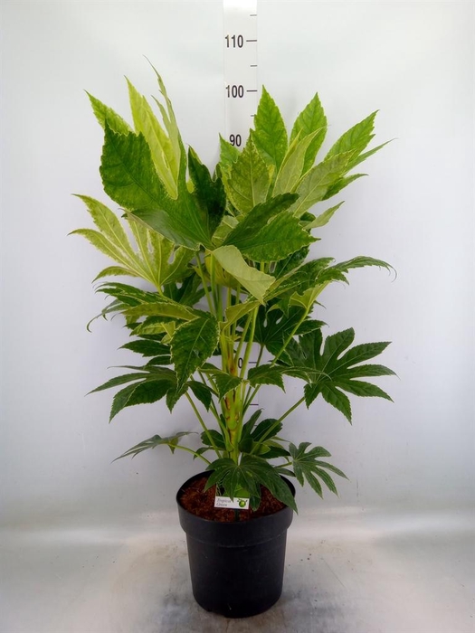 <h4>Fatsia japonica</h4>
