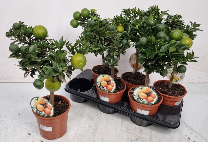 <h4>CITR AU CHINOTTO</h4>