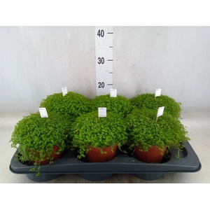 Soleirolia soleirolii   ...green