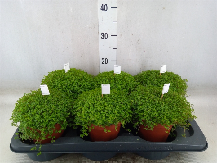 <h4>Soleirolia soleirolii   ...green</h4>