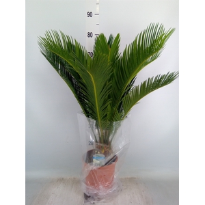 Cycas revoluta