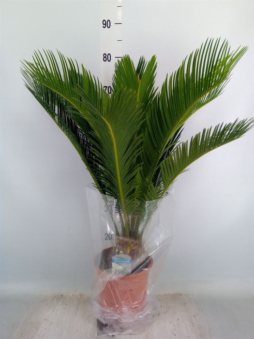 <h4>Cycas revoluta</h4>