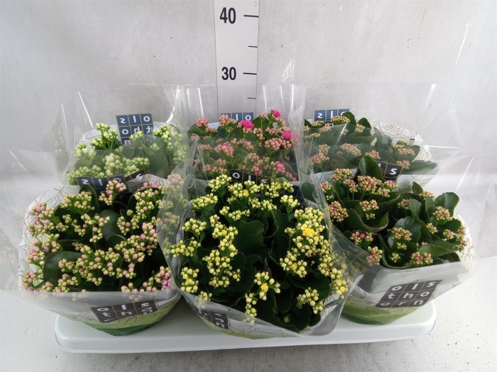 <h4>Kalanchoe blos.   ..rosebud mix  5</h4>