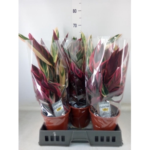 Stromanthe sanguin. 'Triostar'