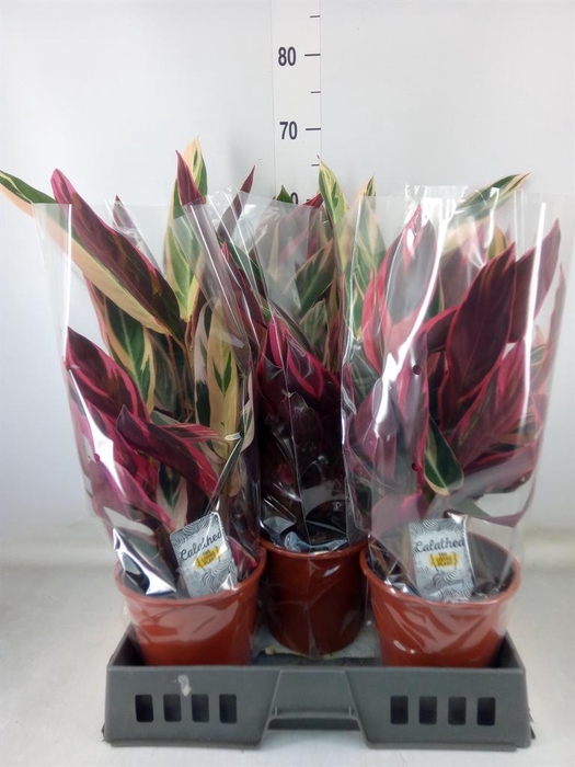 <h4>Stromanthe sanguin. 'Triostar'</h4>