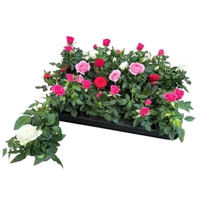 ROSA KORDANA MIX MINI P6